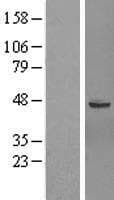 GTPBP6 Protein (Over-Expression Lysate Myc-DDK (Flag))