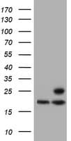 PSMB9 Antibody (clone OTI2B6)