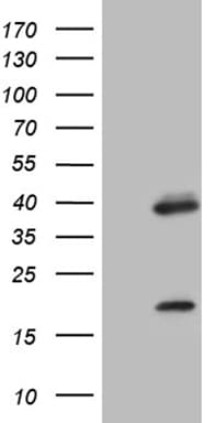 OTX2 Antibody (clone OTI3G9)