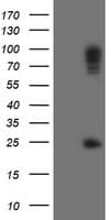 Paraplegin / SPG7 Antibody (aa300-573, clone OTI7D10, Carrier-free)