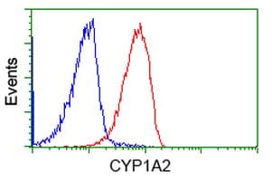 IHC-plus™ CYP1A2 Antibody (clone 2C6)