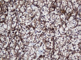 SCFD1 / SLY1 Antibody (clone OTI4D2)