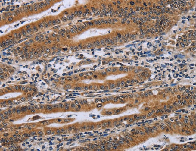 C6orf66 Antibody