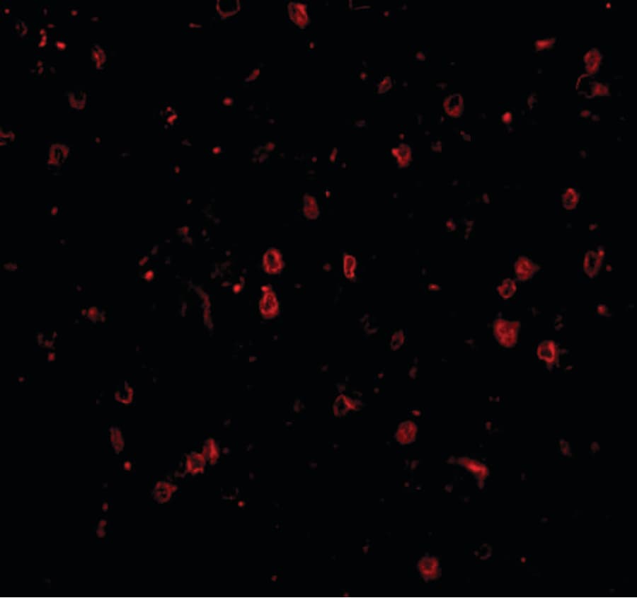 IHC-plus™ NPAS3 Antibody