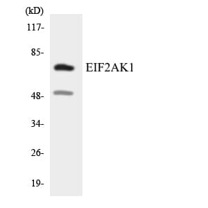 Polyclonal Rabbit anti-Human EIF2AK1 Antibody (aa562-611, WB)