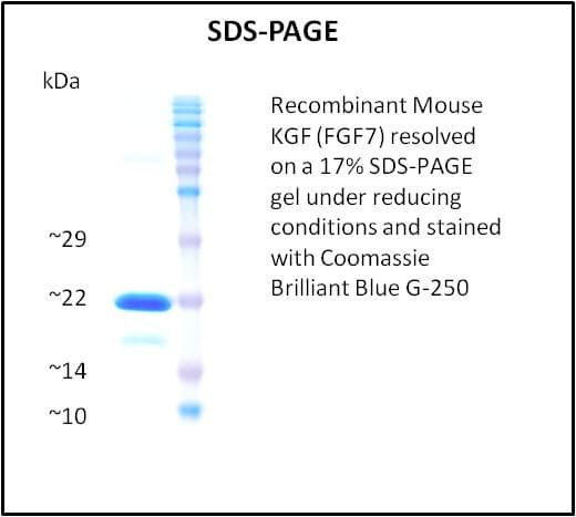 Mouse FGF7 / KGF Protein (Recombinant)