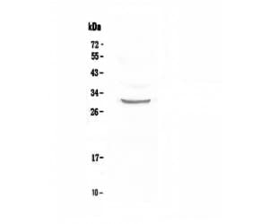 Polyclonal Rabbit anti-Human FRA-1 / FOSL1 Antibody (WB)