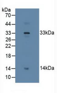 RLN2 / Relaxin 2 Antibody (aa1-185)