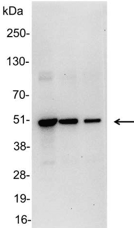 VSV-g Tag Antibody
