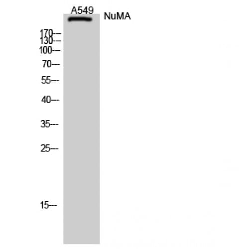 IHC-plus™ NUMA1 / NUMA Antibody (310-390 aa, N-terminal)
