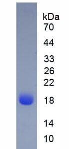Cow LGB / Beta-Lactoglobulin Protein (Native His, N-Terminal)