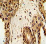 STAT2 Antibody (aa820-851)