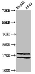 HIST1H2AI Antibody