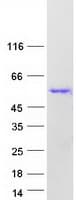 Human CELF2 / CUGBP2 Protein (Recombinant Myc-DDK (Flag))
