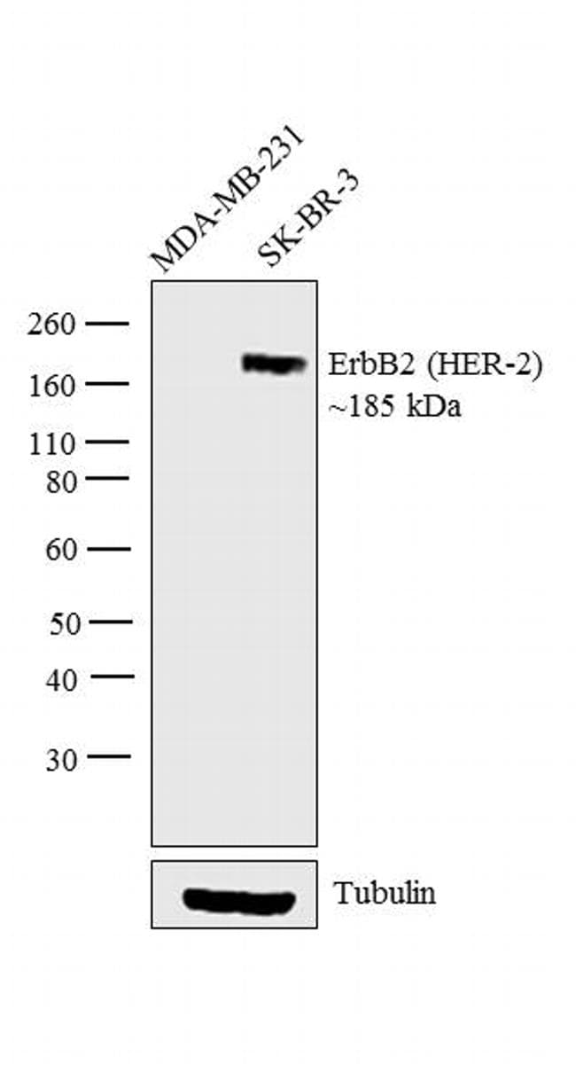 Monoclonal Mouse anti-Human ERBB2 / HER2 Antibody (clone 6C2, Amino Acid: 750-987, IHC, WB)