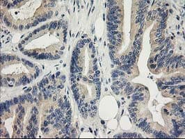 ITFG2 Antibody (clone OTI3C4)