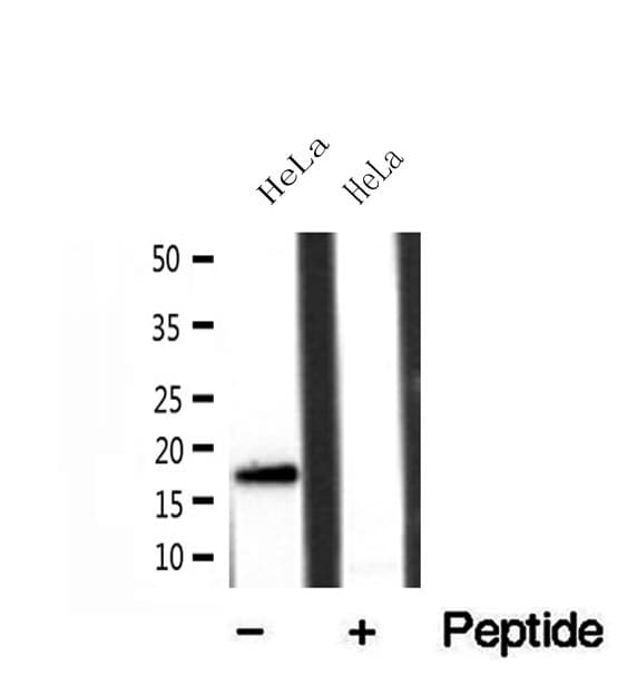 FIS1 Antibody