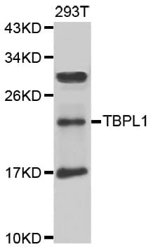 TBPL1 / TRF2 Antibody