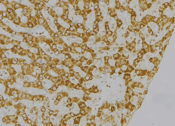 Polyclonal Rabbit anti-Human TICAM1 / TRIF Antibody (IHC, WB)