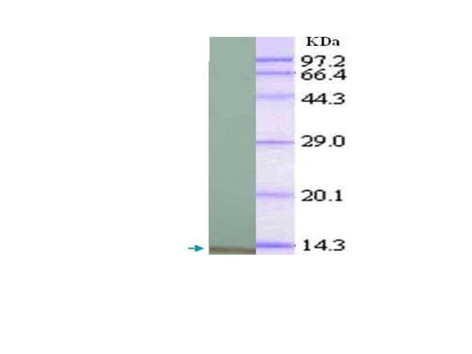 Monoclonal Mouse anti-Human CCL4 / MIP-1 Beta Antibody (clone 3H3, WB)