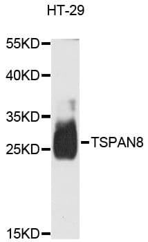 CO-029 / TSPAN8 Antibody