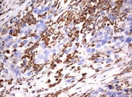Vimentin Antibody (clone OTI1A9)