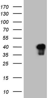 ATF1 Antibody (clone OTI1D4)