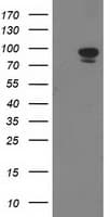 STAT5A Antibody (clone OTI11A9, Carrier-free)