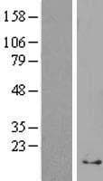 RPS29 / Ribosomal Protein S29 (Over-Expression Lysate Myc-DDK (Flag))