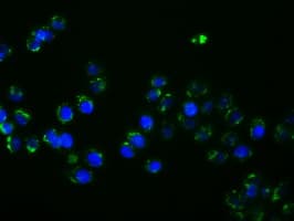 PTPRE / PTP Epsilon Antibody (clone OTI2C11)