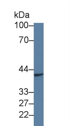 GFRA2 Antibody (aa117-314, APC)