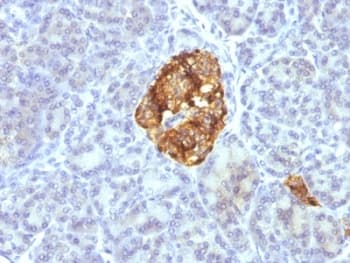 CHGA / Chromogranin A Antibody (clone CGA/413 + CHGA/777 + CHGA/798, Ready-to-Use)