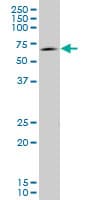 Eomesodermin / EOMES Antibody (clone 1A8)