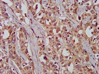 WNT8A Antibody