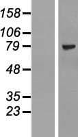 Human ZNF274 Protein (Over-Expression Lysate Myc-DDK (Flag))