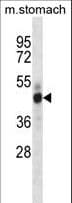 STK26 / MST4 Antibody (aa271-299)