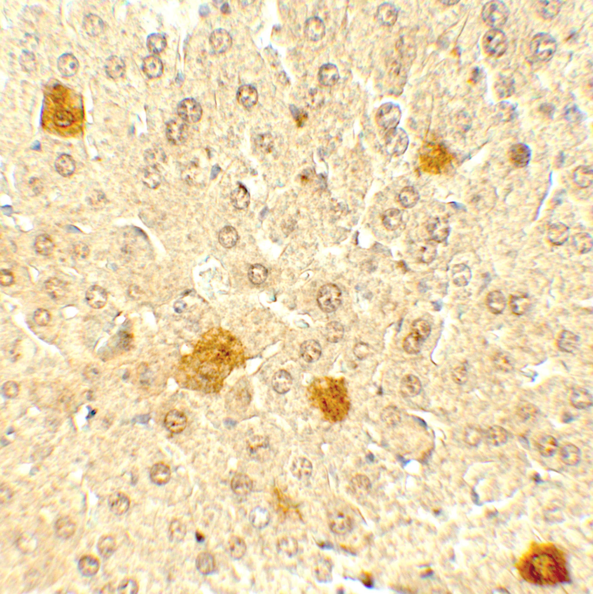 IHC-plus™ PDCL3 Antibody