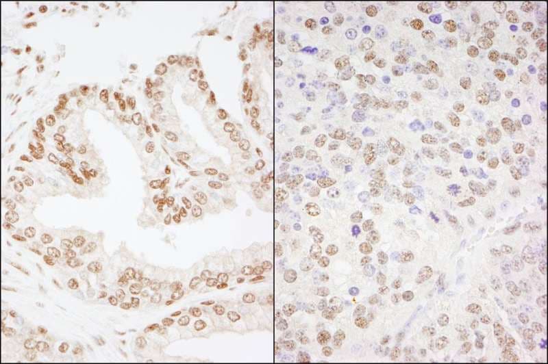 CREB1 / CREB Antibody (aa250-300)