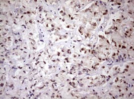 FBXW7 / FBW7 Antibody (aa1-354, clone OTI6F5)