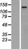 THRAP3 / TRAP150 Protein (Over-Expression Lysate Myc-DDK (Flag))