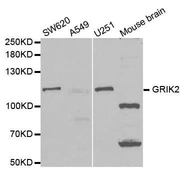 GRIK2 / GLUR6 Antibody