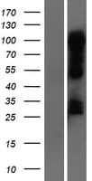 NR1D1 Protein (Over-Expression Lysate Myc-DDK (Flag))