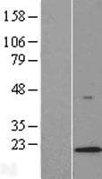 LAMTOR1 Protein (Over-Expression Lysate Myc-DDK (Flag))