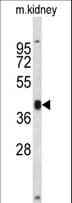 RFC3 Antibody (aa230-258)