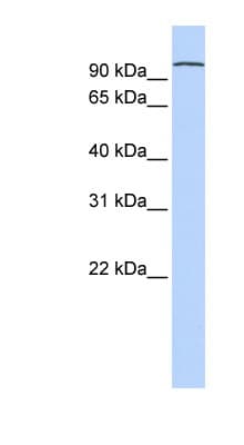 PCDHA3 Antibody (N-Terminus)