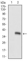 GSC / Goosecoid Antibody (aa191-257, clone 4C5D10)