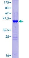 Human BCAS4 Protein (Recombinant GST)