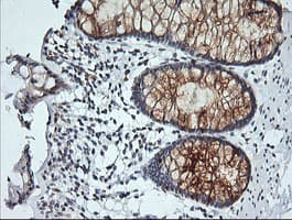 KLK8 / Kallikrein 8 Antibody (clone OTI5B4, Carrier-free)