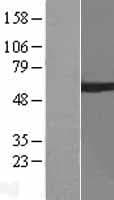 ARIH2 Protein (Over-Expression Lysate Myc-DDK (Flag))