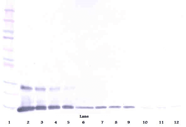 TNFSF18 / GITRL Antibody